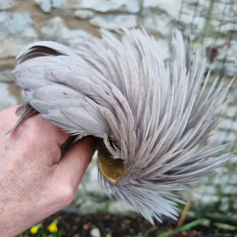 Whiting Exclusive WET Fly Hen Cape in Medium Dun-2